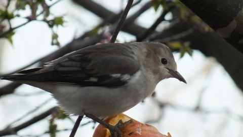 DSCF0281