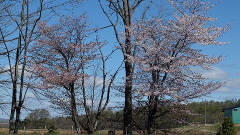 DSCF8650