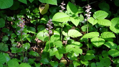 DSCF0461