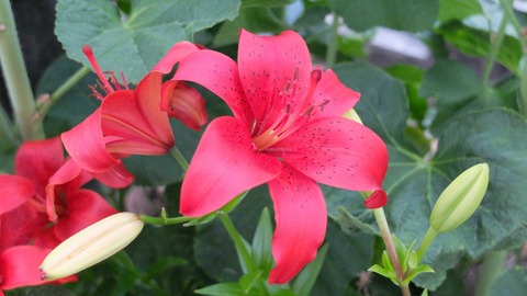 DSCF0352
