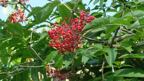 DSCF0579