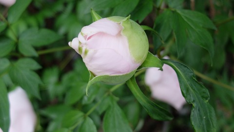 DSCF9457