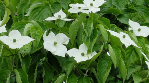 DSCF1252