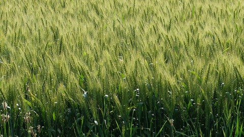 DSCF0207