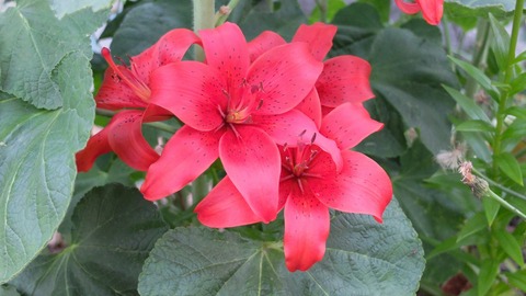DSCF0351