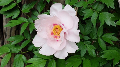 DSCF9460
