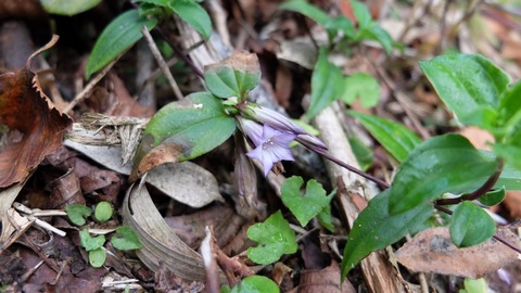 DSCF2141 (1024x576)