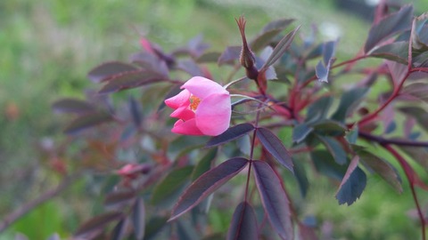 DSCF9851