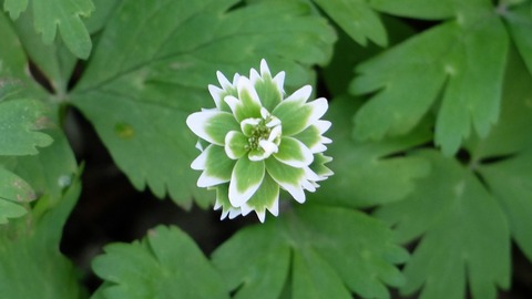 DSCF8790