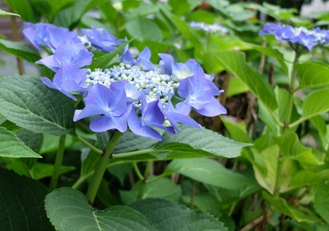 DSCF4765 - コピー