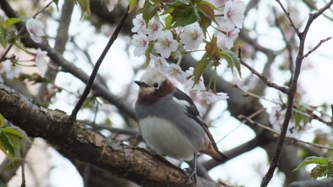 DSCF0334