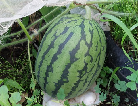 DSCF2620 - コピー