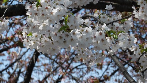 DSCF9002