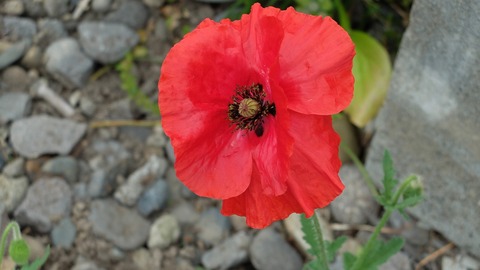 DSCF9961