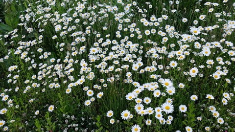 DSCF9835