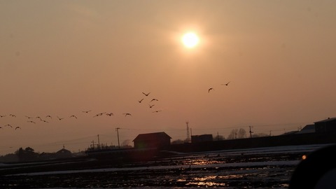 DSCF7424