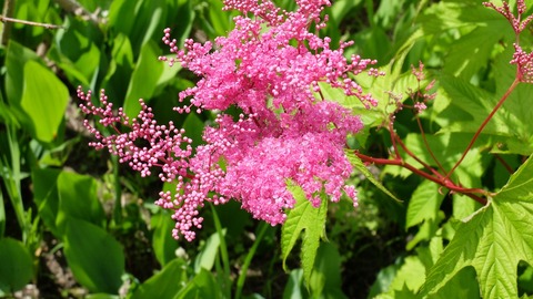DSCF0367