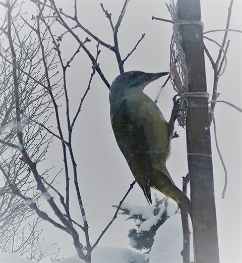 20260202_114708 ヤマゲラ