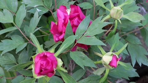 DSCF9454