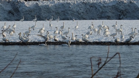 DSCF7594