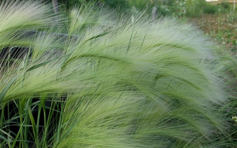 DSCF1933 - コピー