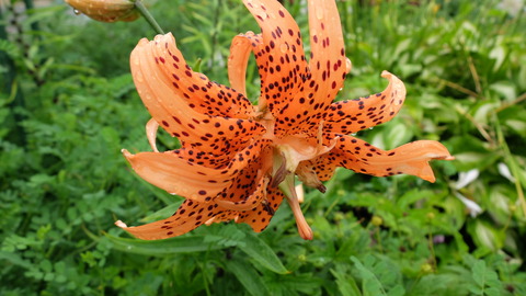 DSCF2722