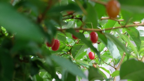 DSCF0593