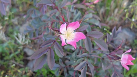 DSCF9852
