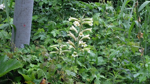 DSCF0598