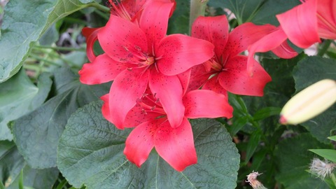 DSCF0353
