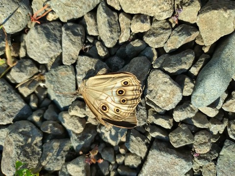 20250711_155709 - コピー