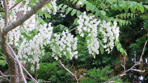 DSCF9790