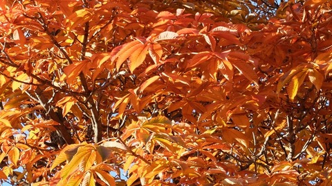 DSCF3134 (1024x576)