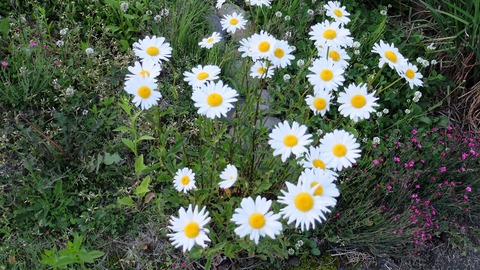 DSCF9834