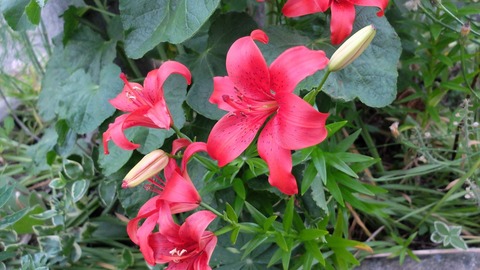 DSCF0350
