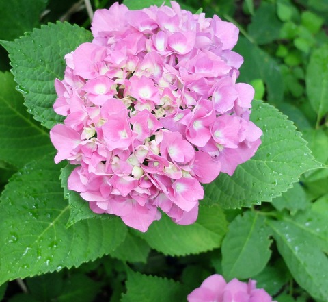 DSCF4772 - コピー - コピー