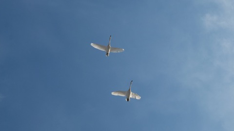 DSCF7626