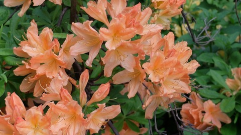 DSCF9541