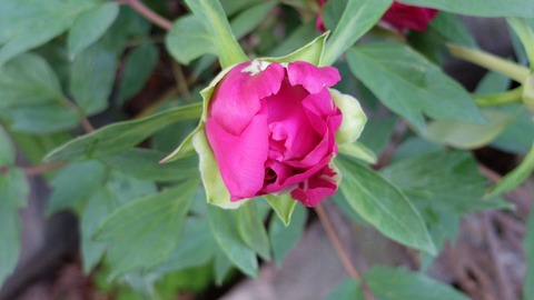 DSCF9451