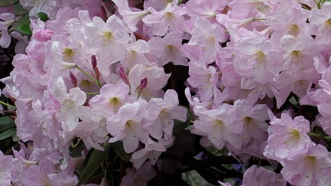 DSCF9507