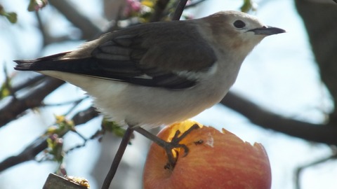 DSCF0275