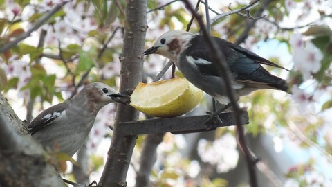 DSCF9915