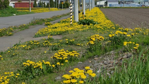 DSCF9278