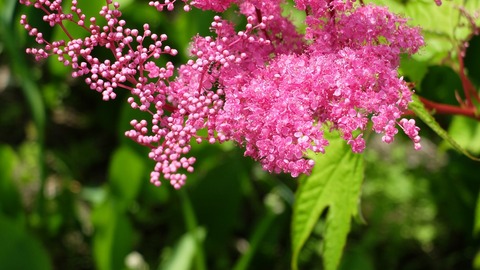 DSCF0368