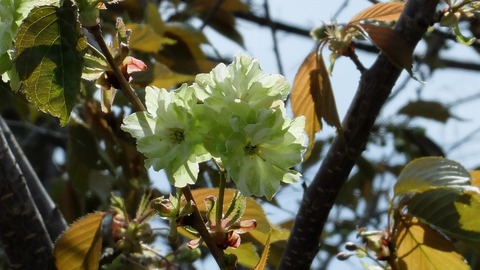 DSCF6945 (1024x576) (1024x576)