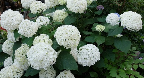 DSCF2403 - コピー