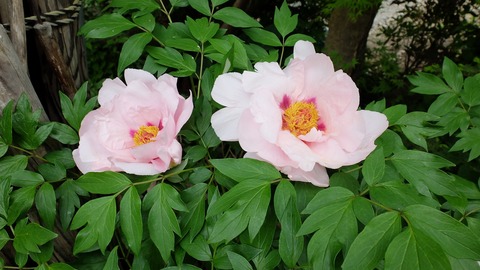DSCF9463