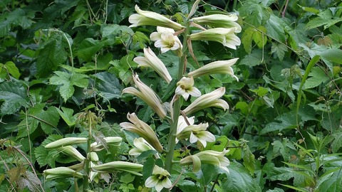 DSCF0599