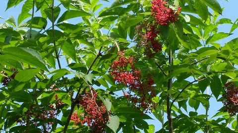 DSCF0580
