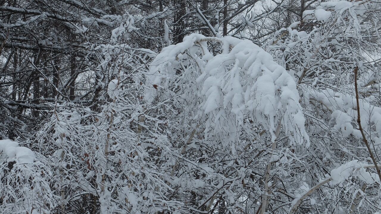 ああ~外は今・・どうなっている : 樹や枝に雪がはりついて